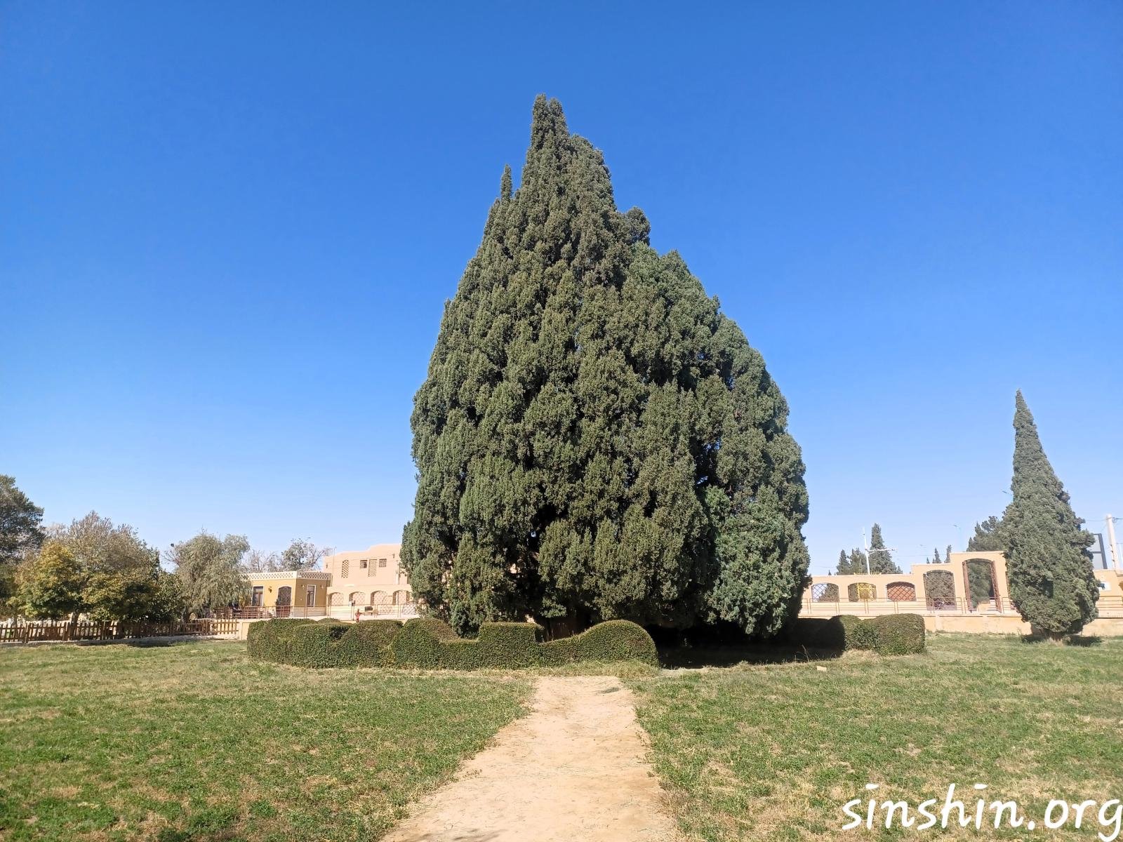 سرو کهنسال ابرکوه آبان 1404