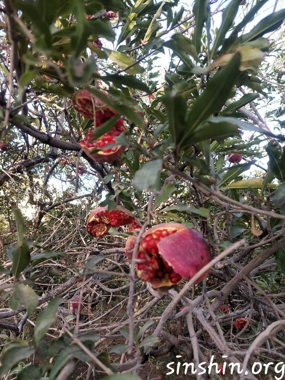 باغات انار فراشاه آبان 1404