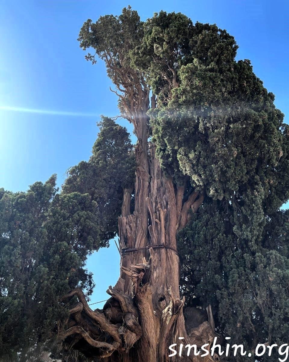 سرو کهن چم آبان 1404