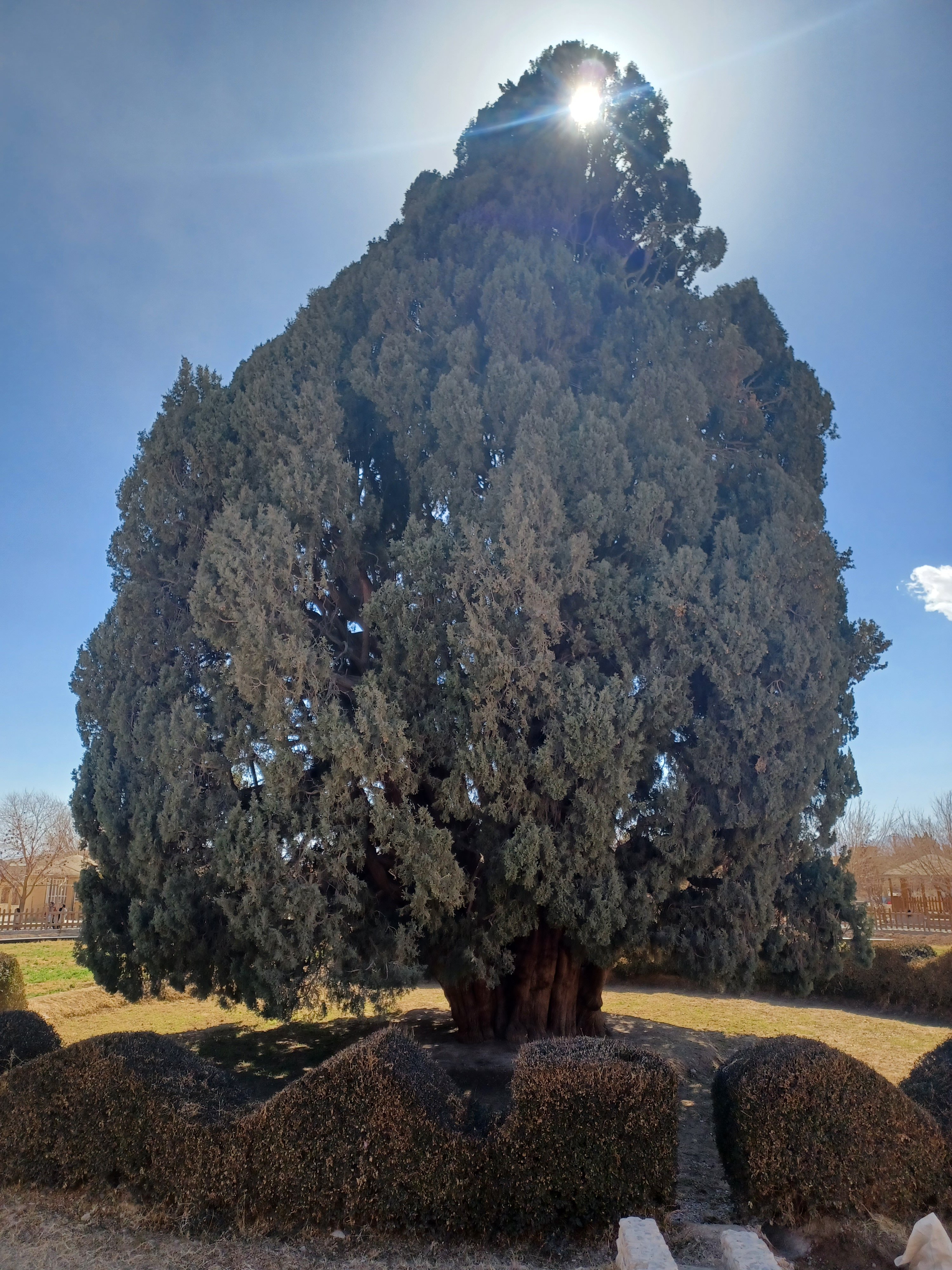 سرو کهنسال بهمن 1403