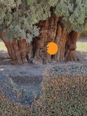 قدیمی ترین بافتِ ارگانیک زنده جهان در آینه بزرگترین غزل سرای تاریخ