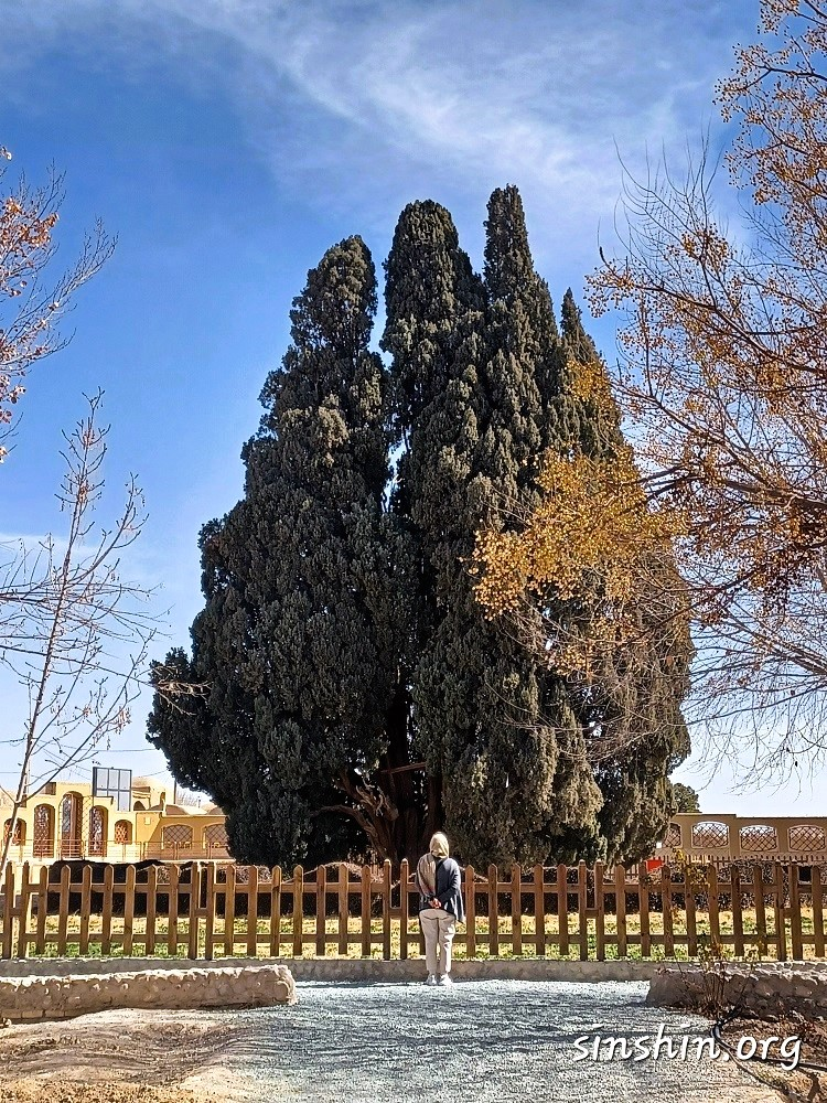 سرو کهنسال ابرکوه